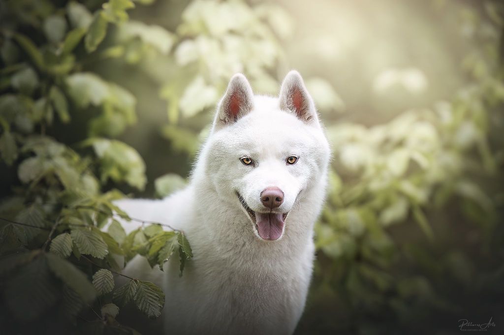 CH. Shadow in the snow of Arctic Wolf Dream