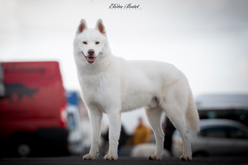 CH. Shadow in the snow of Arctic Wolf Dream