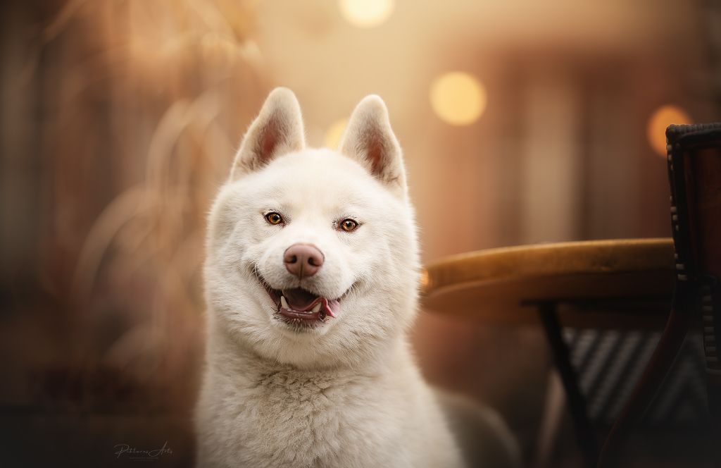 CH. Shadow in the snow of Arctic Wolf Dream