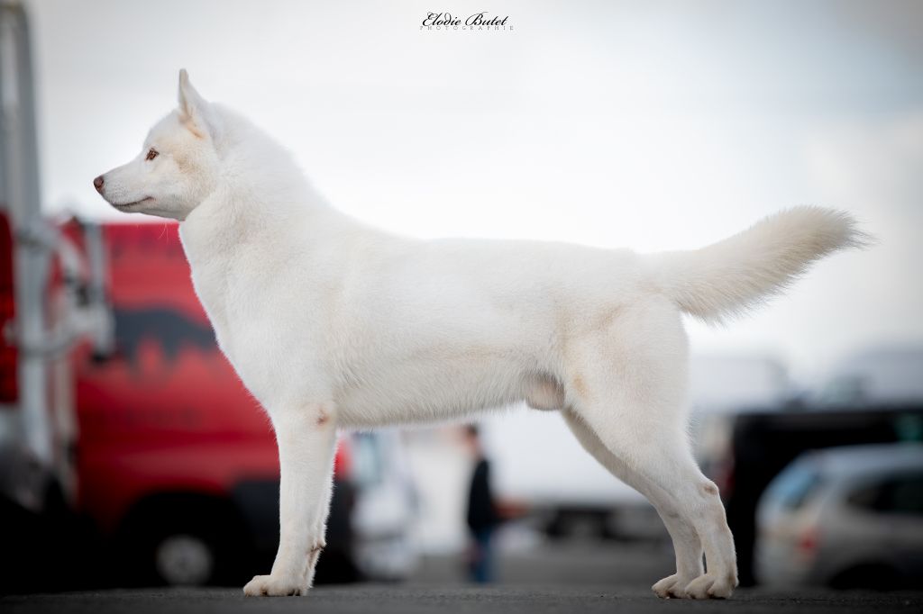 CH. Shadow in the snow of Arctic Wolf Dream