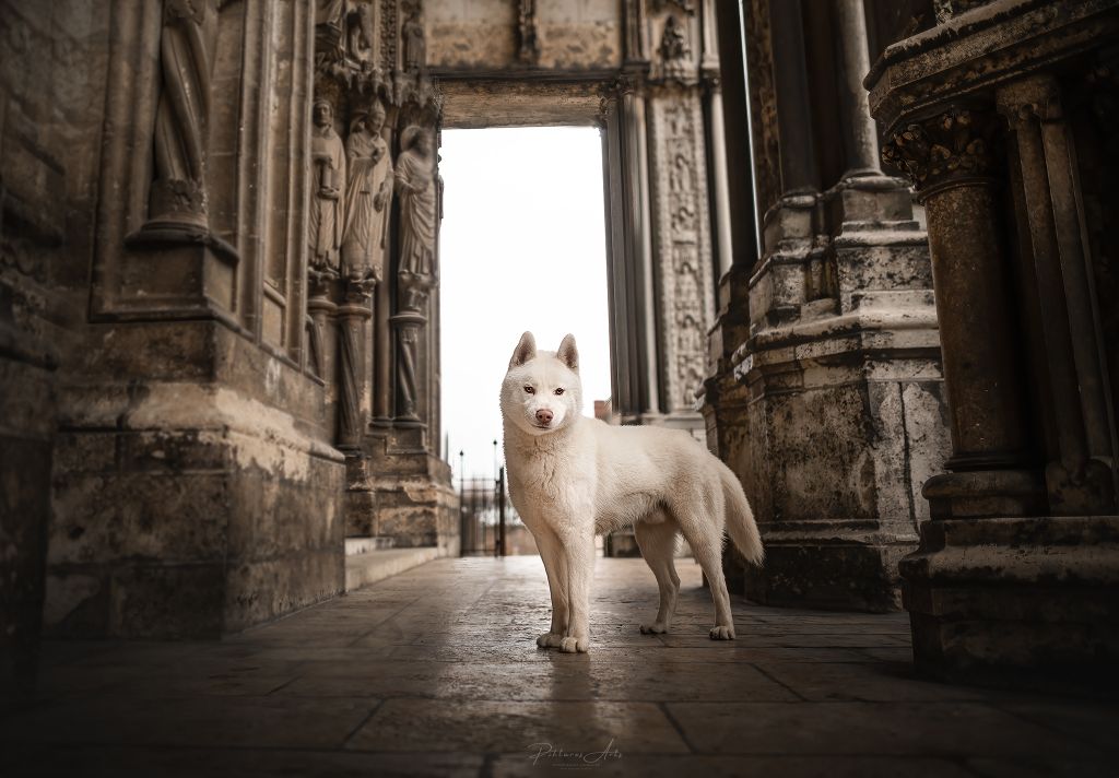 CH. Shadow in the snow of Arctic Wolf Dream