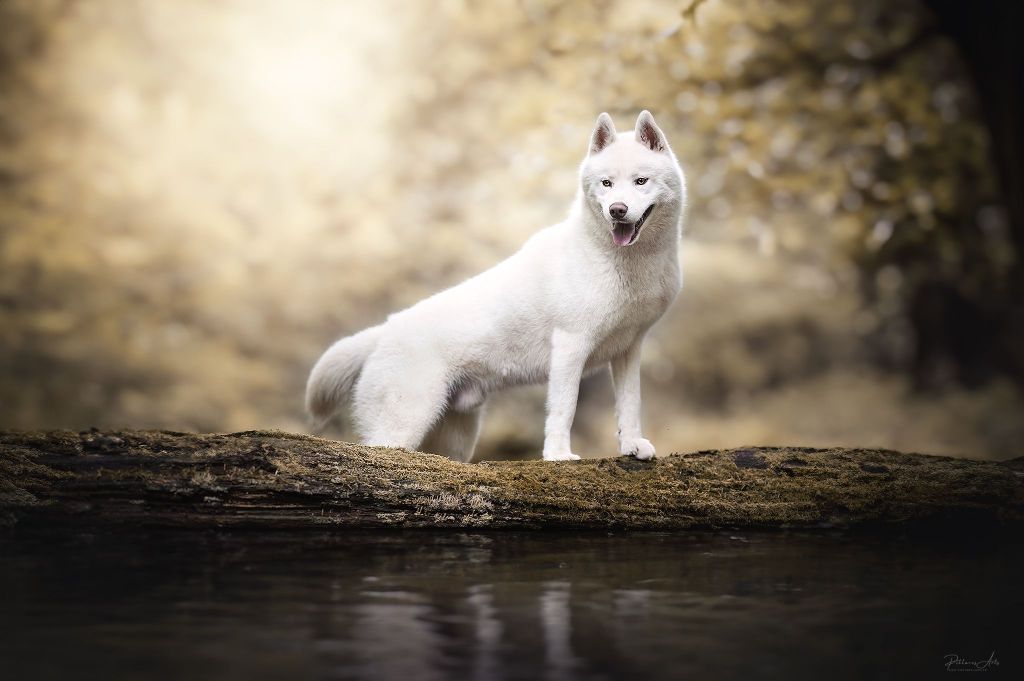 CH. Shadow in the snow of Arctic Wolf Dream