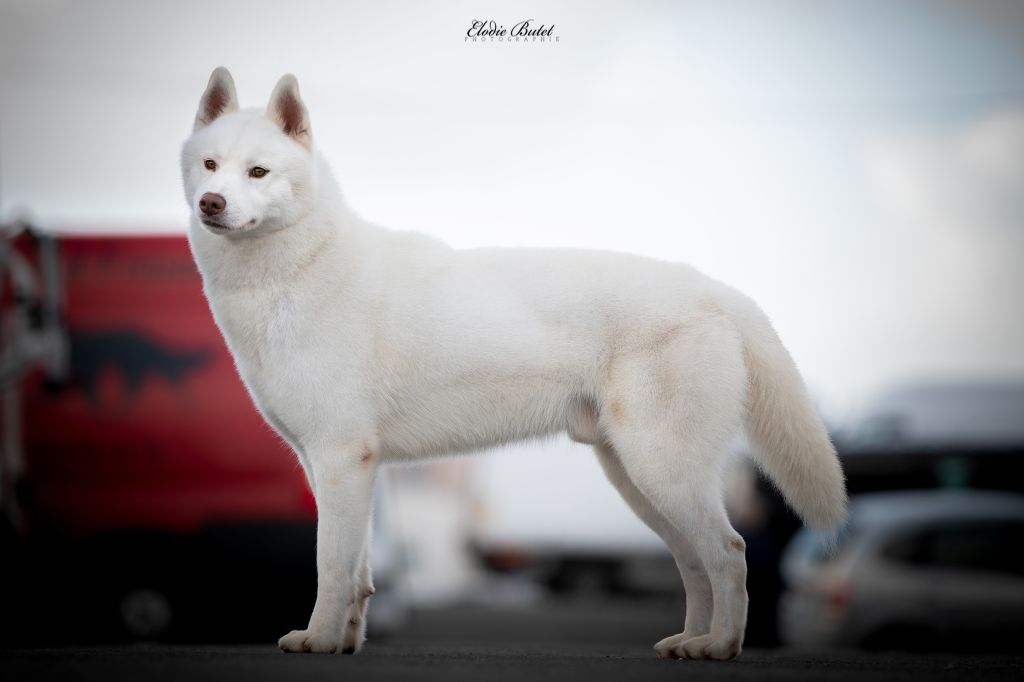 CH. Shadow in the snow of Arctic Wolf Dream