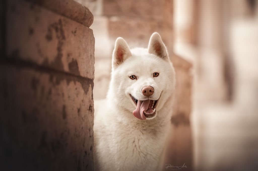 CH. Shadow in the snow of Arctic Wolf Dream