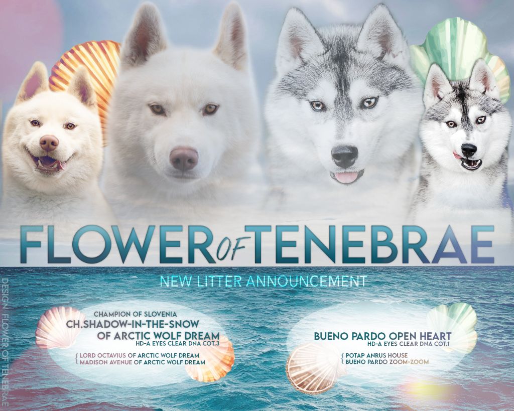 chiot Siberian Husky Flower Of Tenebrae