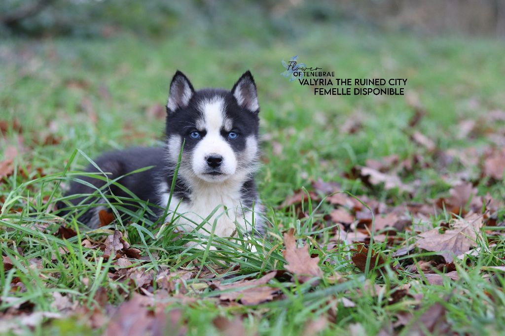 Flower Of Tenebrae - Chiot disponible  - Siberian Husky