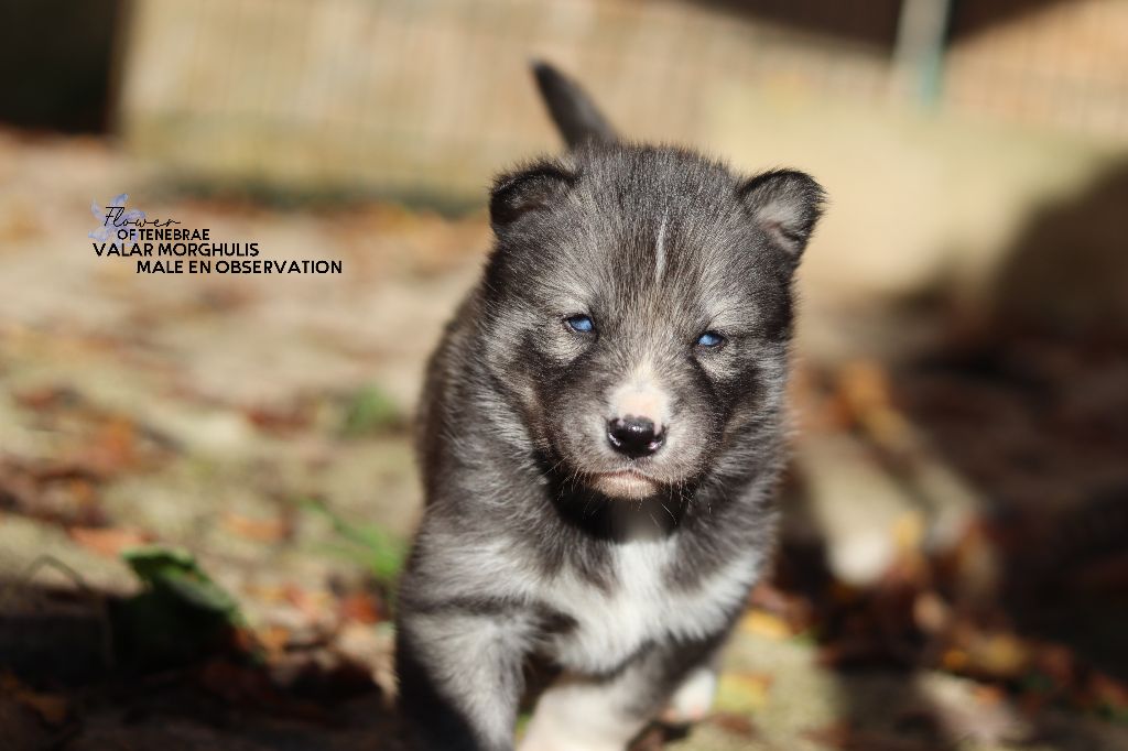 Flower Of Tenebrae - Chiot disponible  - Siberian Husky