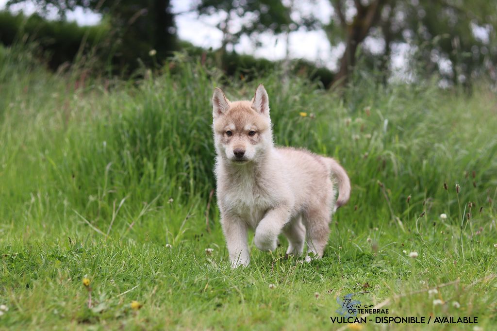 Flower Of Tenebrae - Chiot disponible  - Siberian Husky