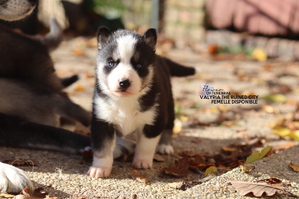 Flower Of Tenebrae - Chiot disponible  - Siberian Husky