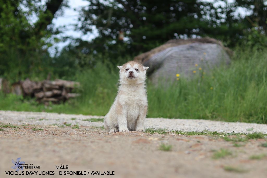 Flower Of Tenebrae - Chiot disponible  - Siberian Husky