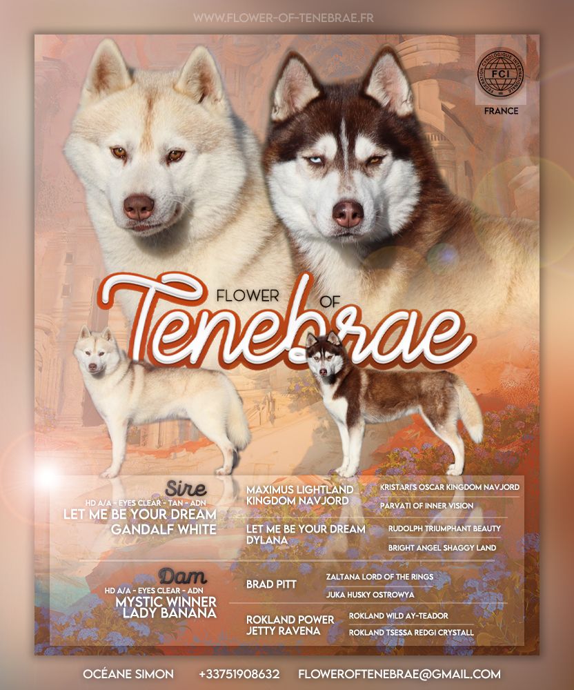 chiot Siberian Husky Flower Of Tenebrae