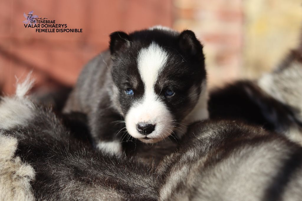 Flower Of Tenebrae - Chiot disponible  - Siberian Husky