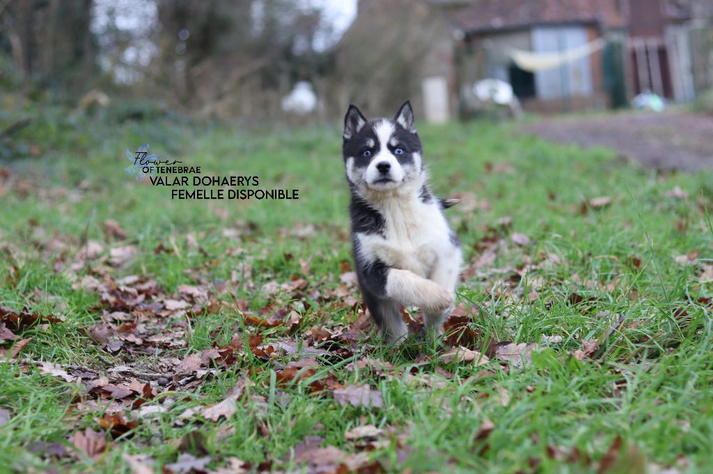 Flower Of Tenebrae - Chiot disponible  - Siberian Husky