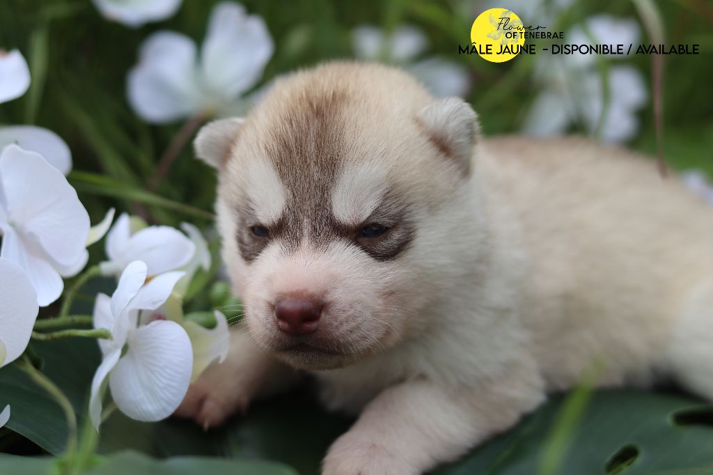 Flower Of Tenebrae - Chiot disponible  - Siberian Husky