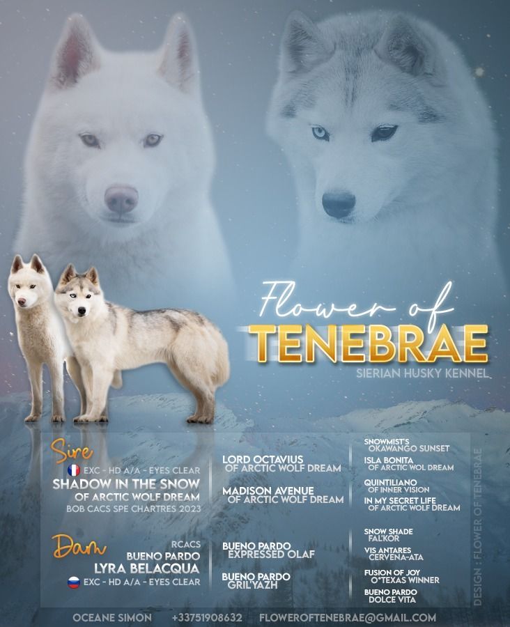 chiot Siberian Husky Flower Of Tenebrae