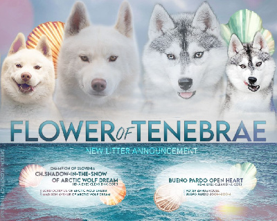 Flower Of Tenebrae - Siberian Husky - Portée née le 04/02/2024