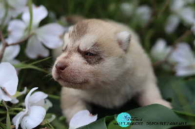 Flower Of Tenebrae - Siberian Husky - Portée née le 08/04/2024