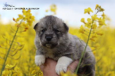 Flower Of Tenebrae - Siberian Husky - Portée née le 31/03/2024