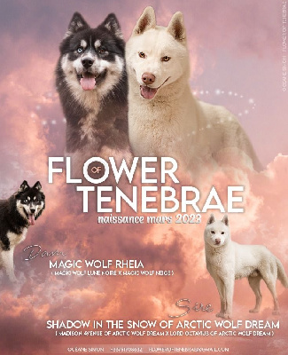 Flower Of Tenebrae - Siberian Husky - Portée née le 11/03/2023