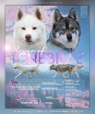 Flower Of Tenebrae - Siberian Husky - Portée née le 31/03/2024