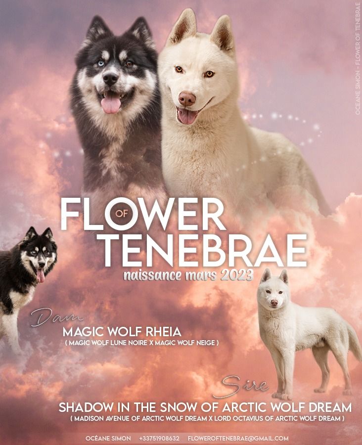 chiot Siberian Husky Flower Of Tenebrae