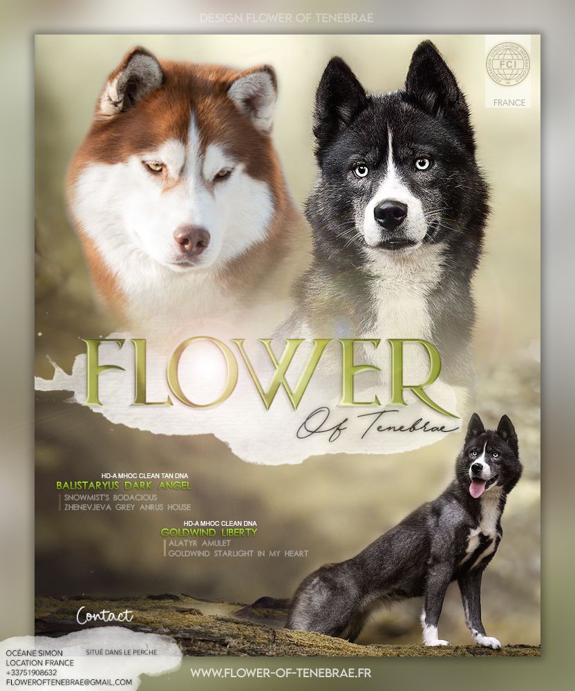 chiot Siberian Husky Flower Of Tenebrae