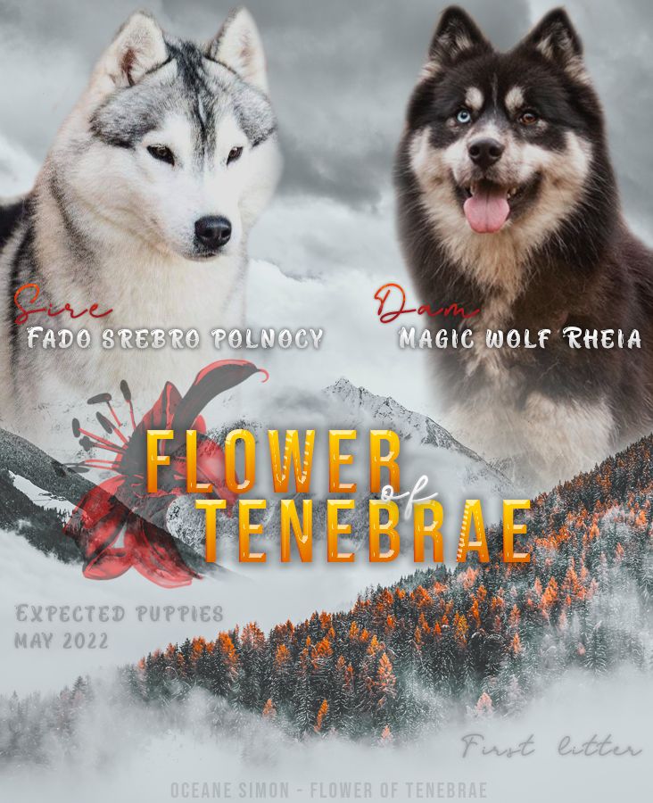 chiot Siberian Husky Flower Of Tenebrae