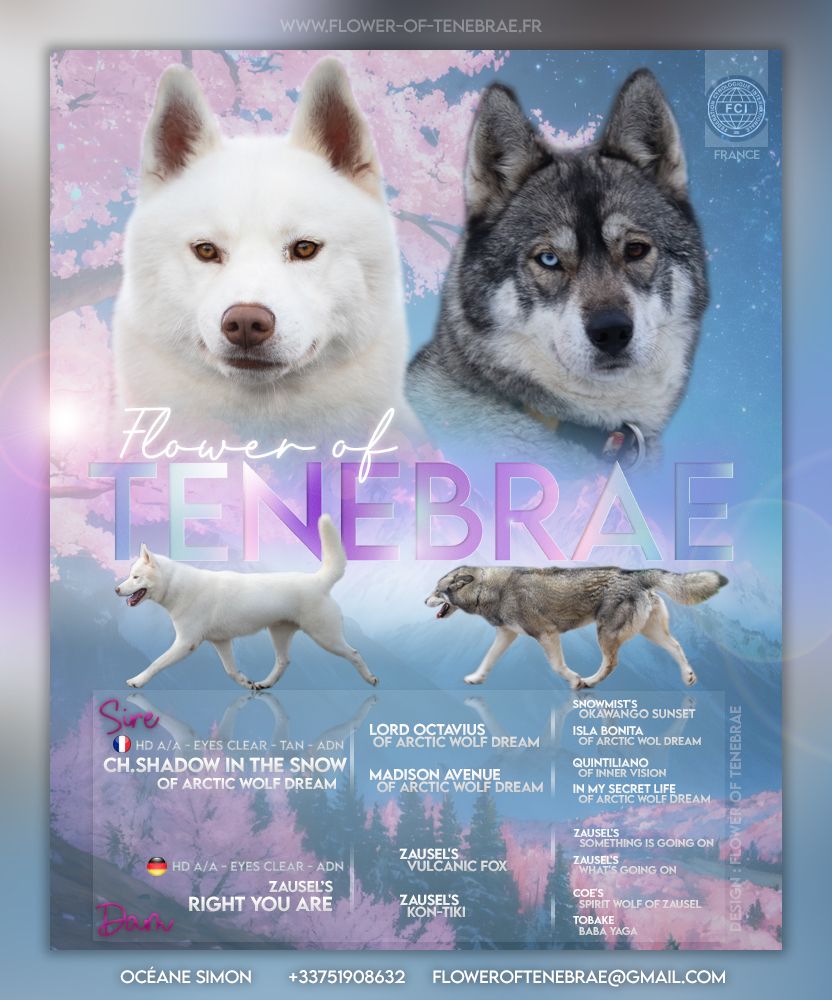 chiot Siberian Husky Flower Of Tenebrae