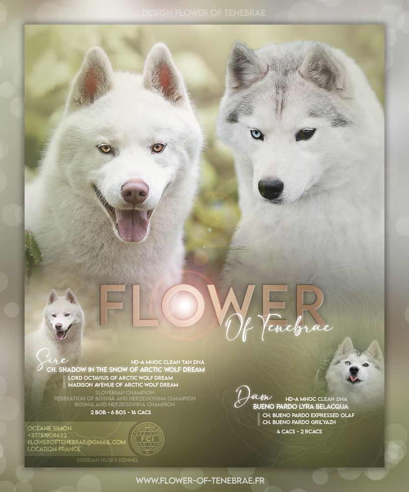 chiot Siberian Husky Flower Of Tenebrae