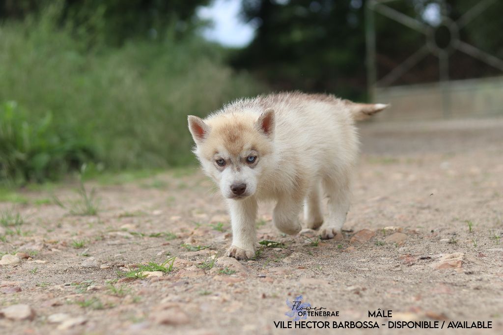 Flower Of Tenebrae - Chiot disponible  - Siberian Husky