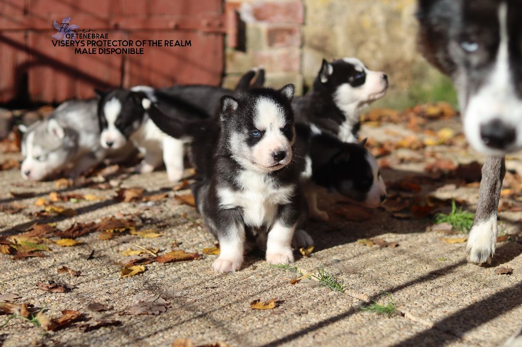 Flower Of Tenebrae - Chiot disponible  - Siberian Husky