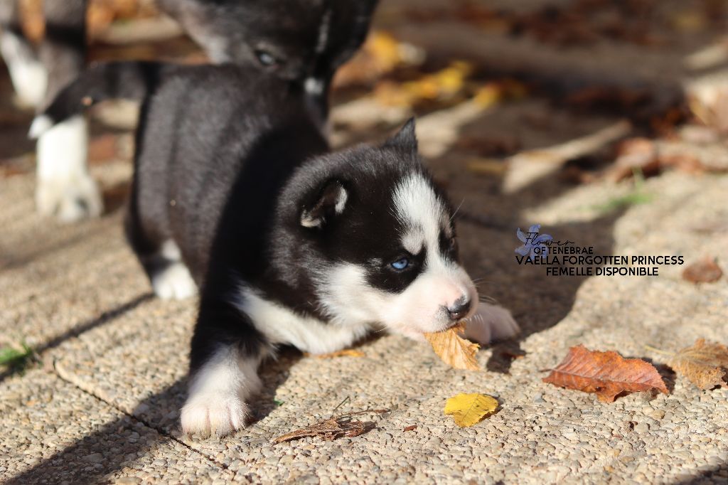 Flower Of Tenebrae - Chiot disponible  - Siberian Husky