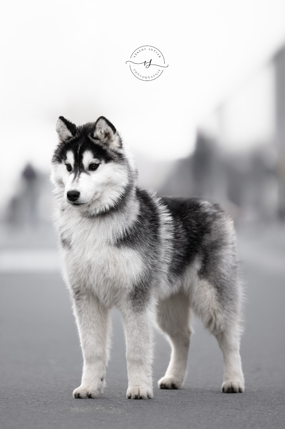 Flower Of Tenebrae Abanero Pimento