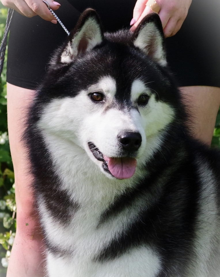 CH.  Hypersonic inner vision