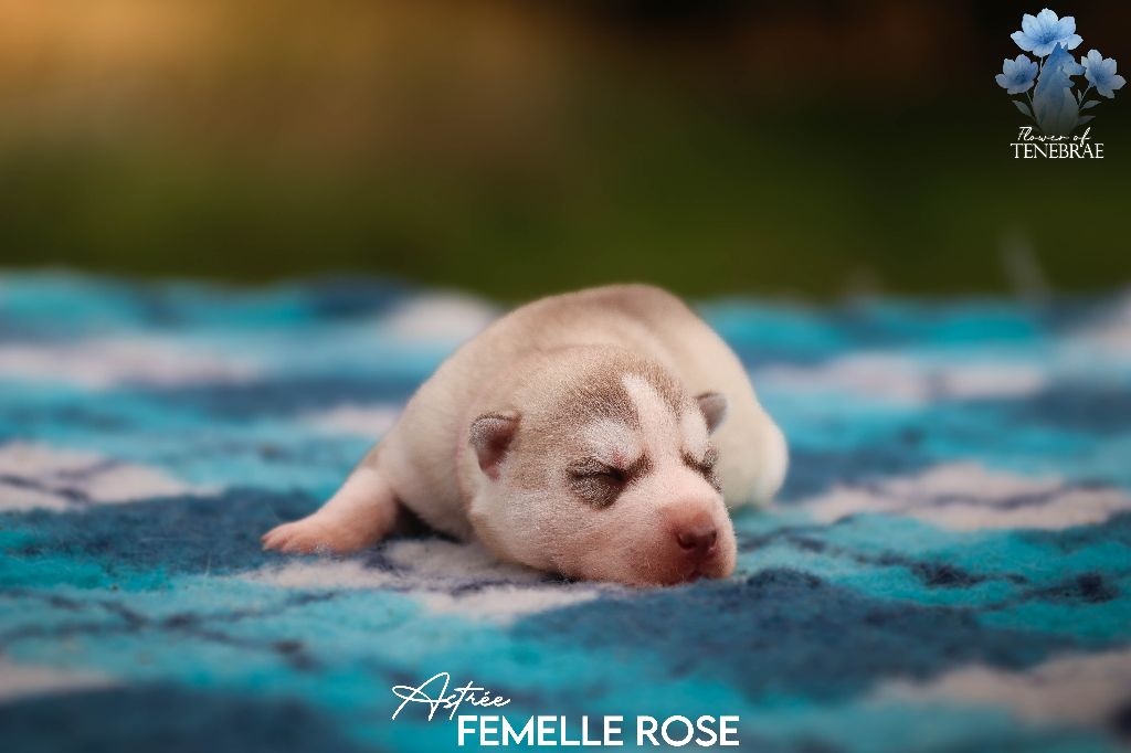 Flower Of Tenebrae - Chiots disponibles - Siberian Husky