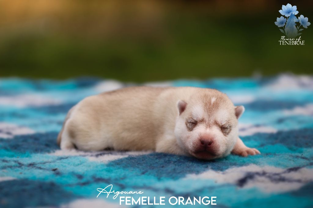 Flower Of Tenebrae - Chiots disponibles - Siberian Husky