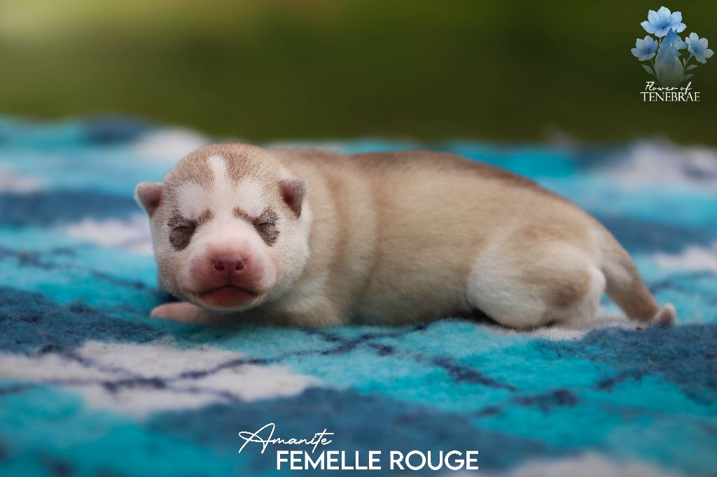 Flower Of Tenebrae - Chiots disponibles - Siberian Husky