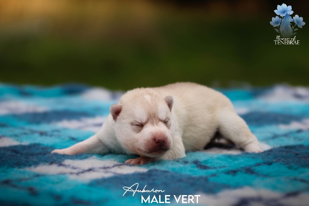 Flower Of Tenebrae - Chiots disponibles - Siberian Husky