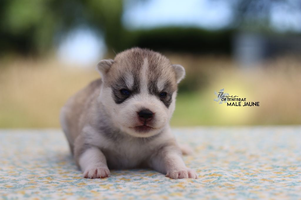Flower Of Tenebrae - Chiots disponibles - Siberian Husky