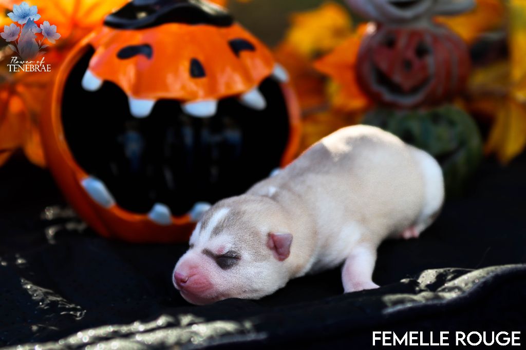 Flower Of Tenebrae - Chiots disponibles - Siberian Husky