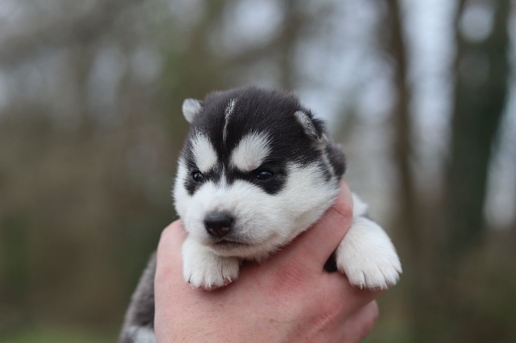 Flower Of Tenebrae - Chiots disponibles - Siberian Husky