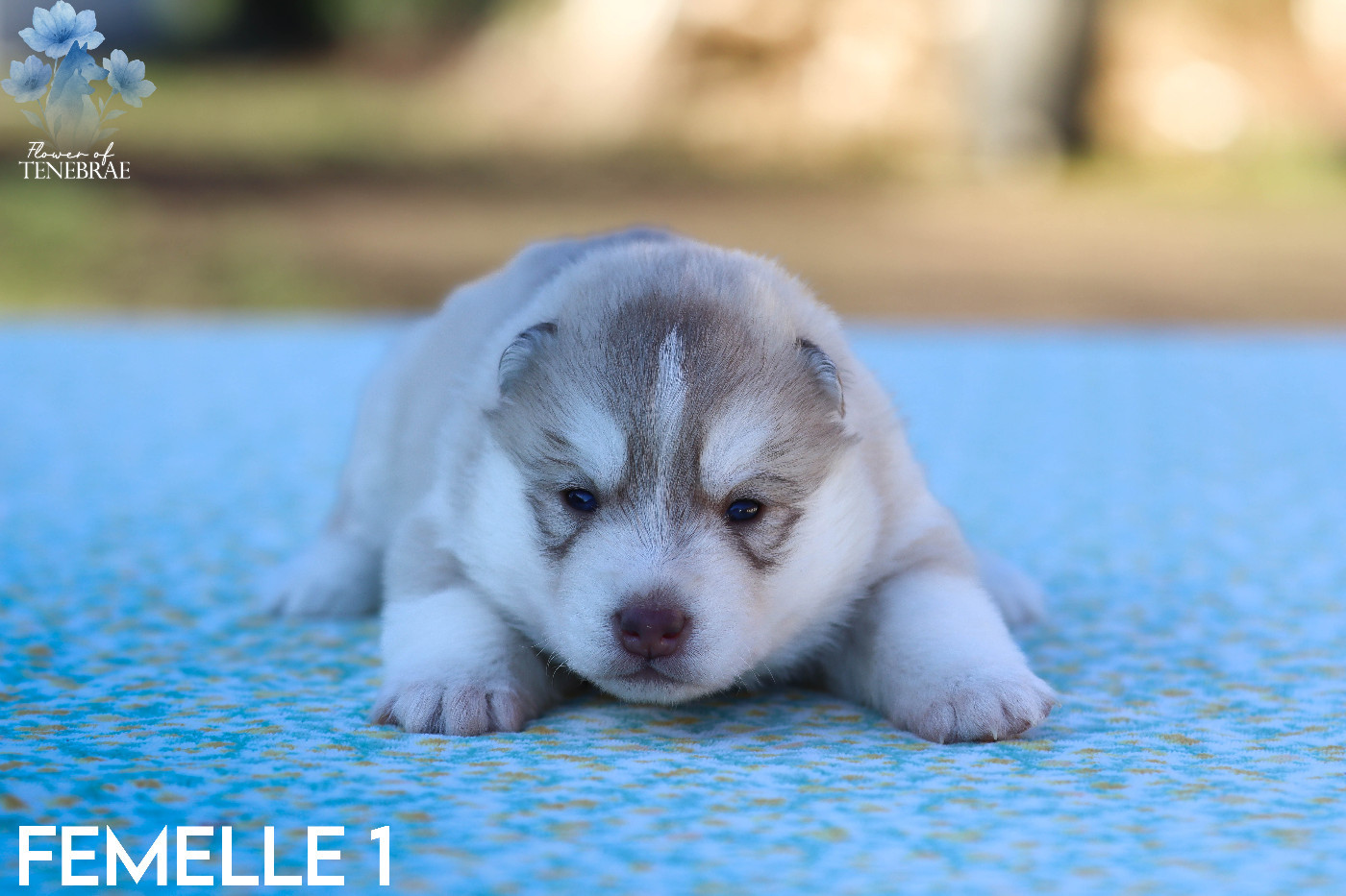 Flower Of Tenebrae - Chiots disponibles - Siberian Husky