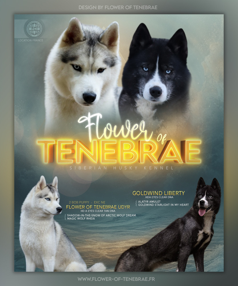 Chiot Siberian Husky Flower Of Tenebrae