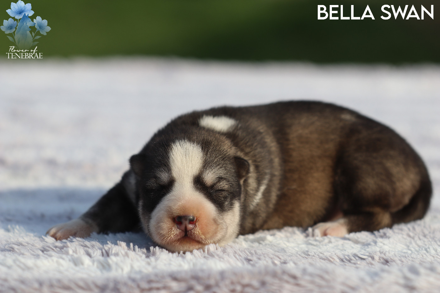 Flower Of Tenebrae - Chiots disponibles - Siberian Husky