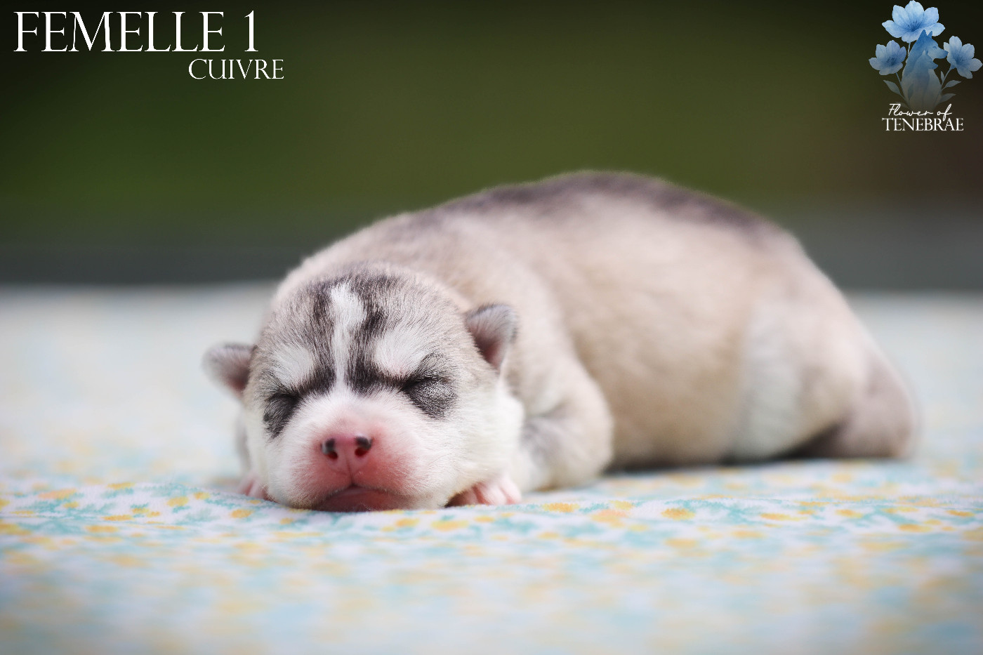 Flower Of Tenebrae - Chiots disponibles - Siberian Husky