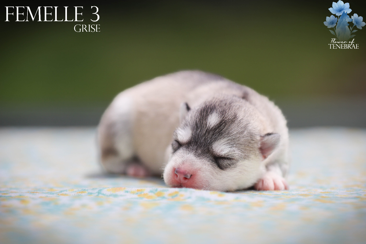 Flower Of Tenebrae - Chiots disponibles - Siberian Husky
