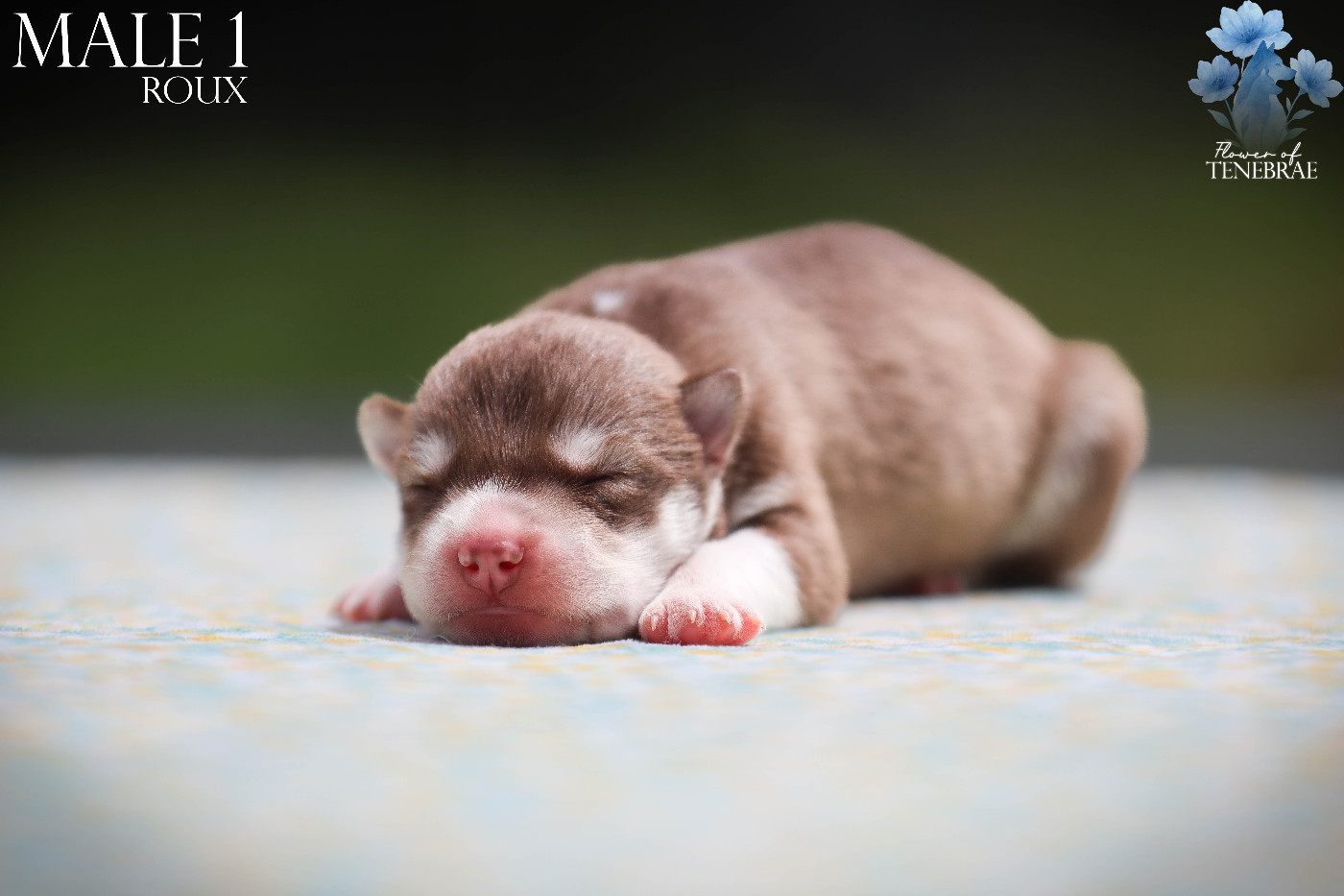 Flower Of Tenebrae - Chiots disponibles - Siberian Husky