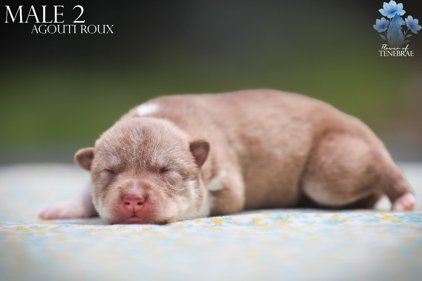 Flower Of Tenebrae - Chiots disponibles - Siberian Husky