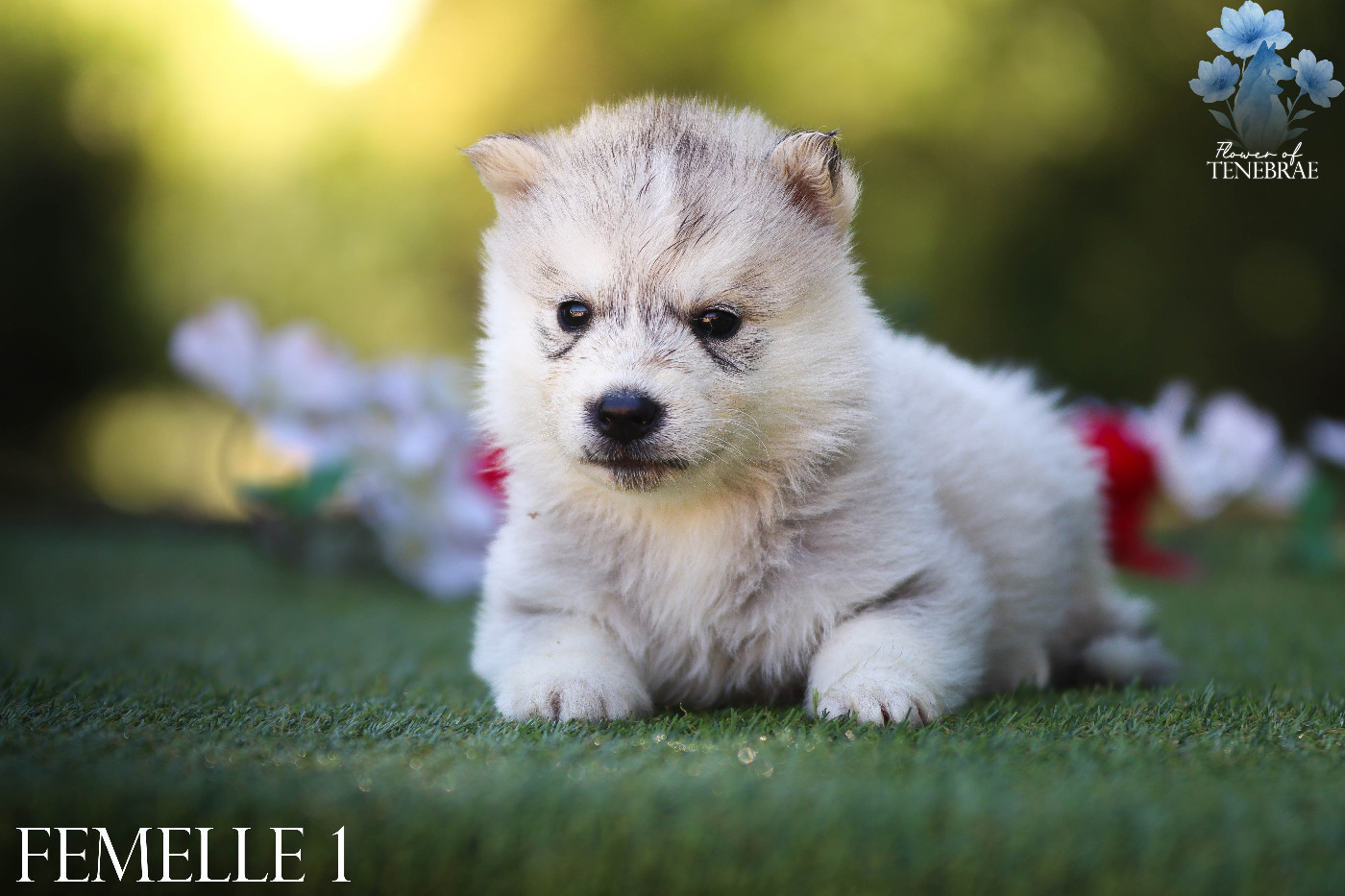 Flower Of Tenebrae - Chiots disponibles - Siberian Husky