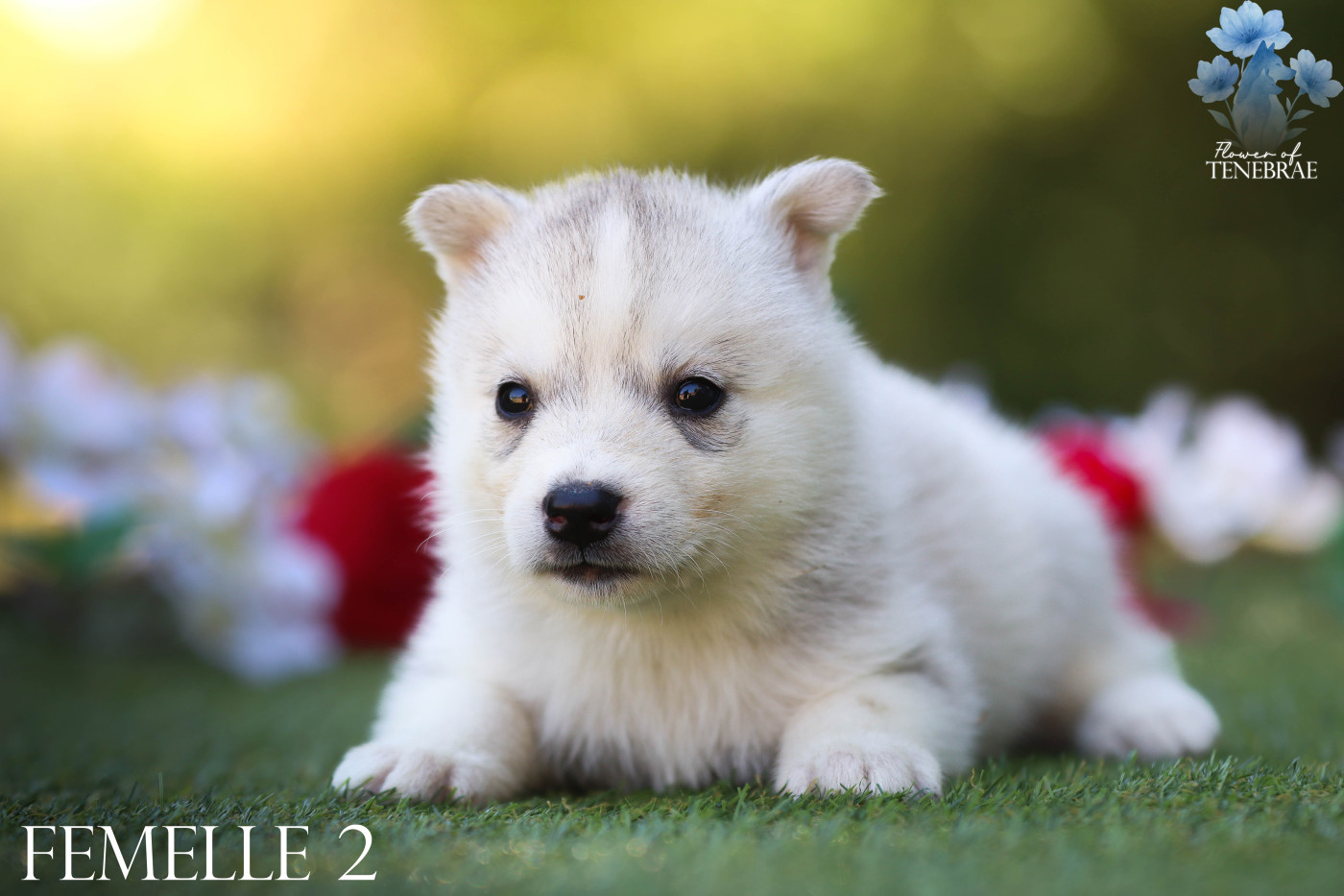 Flower Of Tenebrae - Chiots disponibles - Siberian Husky